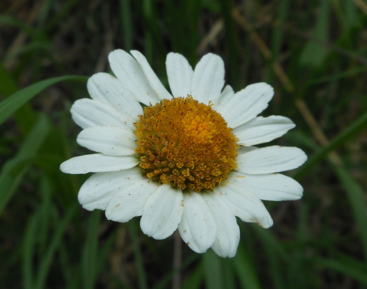 Leucanthemum pachyphyllum Marchi & Illuminati